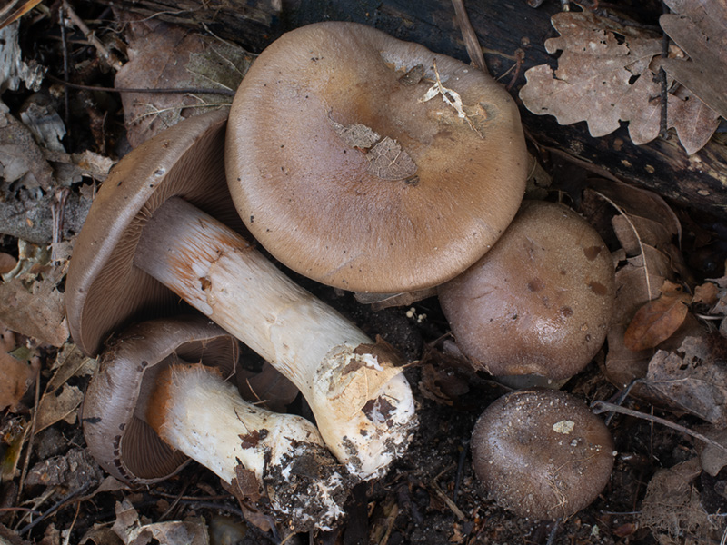 Cortinarius infractus